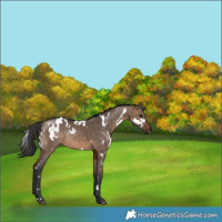Horse Color:White Spotted Brown Dun Rabicano