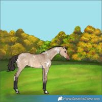 Horse Color:White Spotted Bay Dun Rabicano