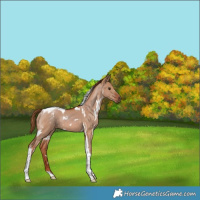 Horse Color:White Spotted Red Dun Tobiano 