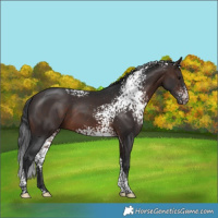 Horse Color:White Spotted Brown Tobiano 