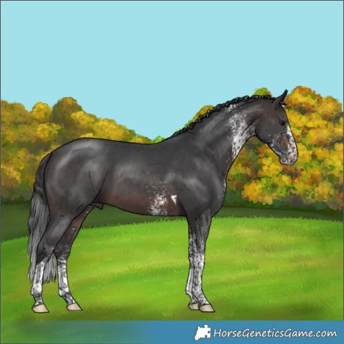 Horse Color:White Spotted Brown Tobiano 