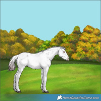 Horse Color:White Spotted Chocolate Brown Chinchilla Ice Onyx Sabino 