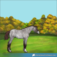 Horse Color:Chocolate Brown Chinchilla Ice Roan Sabino