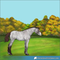 Horse Color:Chocolate Brown Chinchilla Ice Roan Sabino