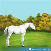 Horse Color:White Spotted Chocolate Brown Chinchilla Ice Onyx Sabino 