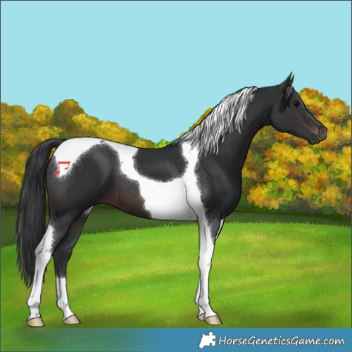 Horse Color:Brown Tobiano 