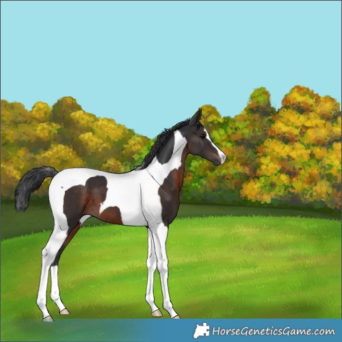 Horse Color:Brown Tobiano 