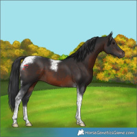 Horse Color:Brown Tobiano