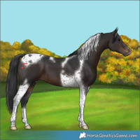 Horse Color:Brown Tobiano 
