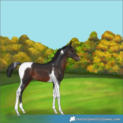 Horse Color:Brown Tobiano 