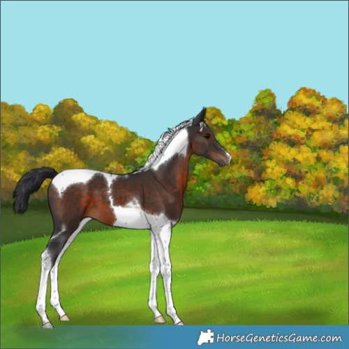 Horse Color:Brown Tobiano 