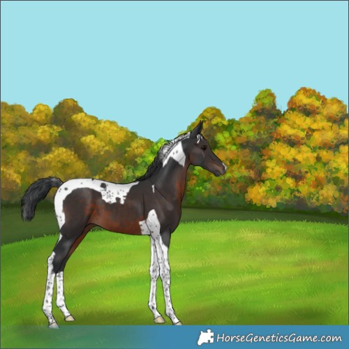 Horse Color:Brown Tobiano 