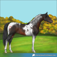 Horse Color:Brown Tobiano 