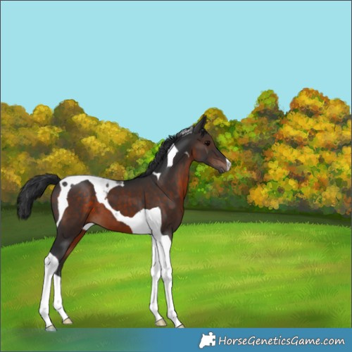 Horse Color:Brown Tobiano 