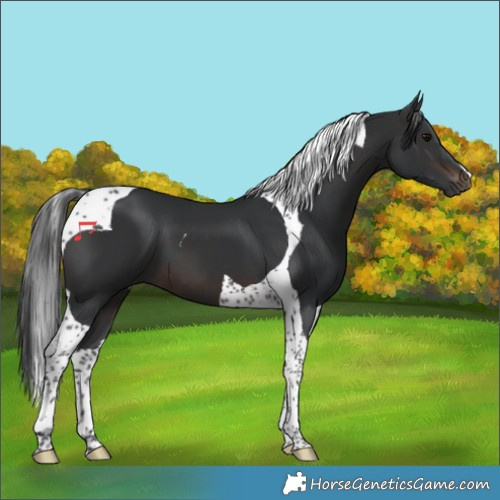 Horse Color:Brown Tobiano 
