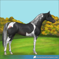 Horse Color:Brown Tobiano