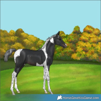 Horse Color:Brown Tobiano