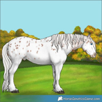 Horse Color:White Spotted Chocolate Silver Brown Splash Blanket Rabicano 