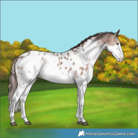 Horse Color:White Spotted Chocolate Brown Dun Sabino Splash Near Leopard Rabicano 