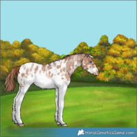 Horse Color:White Spotted Chocolate Brown Pearl Splash Frame Appaloosa 