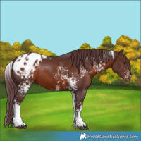 Horse Color:White Spotted Chocolate Brown Appaloosa Rabicano