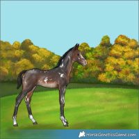 Horse Color:White Spotted Brown Sabino Rabicano