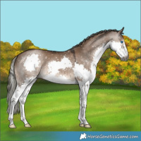 Horse Color:Gray Liver Red Dun Mushroom Splash Appaloosa 