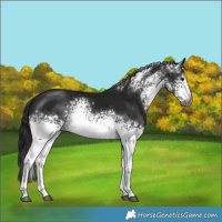 Horse Color:Gray White Spotted Brown Mushroom 