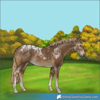 Horse Color:Chocolate Palomino Mushroom Tobiano 