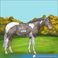 Horse Color:Liver Chestnut Ice Mushroom Tobiano Rabicano