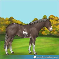 Horse Color:Liver Chestnut Mushroom Sabino Tobiano Rabicano 