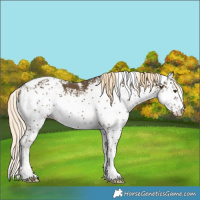 Horse Color:White Spotted Chocolate Palomino Mushroom Tobiano