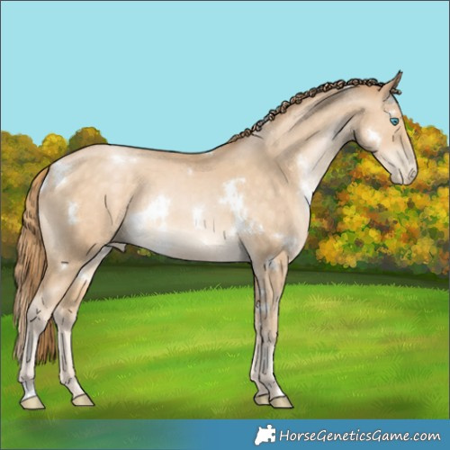 Horse Color:White Spotted Buckskin Pearl 