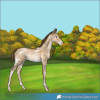 Horse Color:White Spotted Buckskin Pearl 