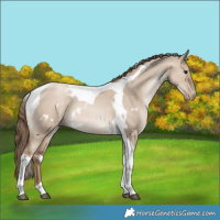 Horse Color:White Spotted Grullo Pearl Tobiano 