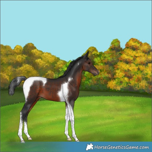 Horse Color:Brown Tobiano 