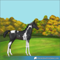 Horse Color:Brown Tobiano 