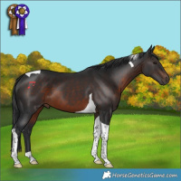 Horse Color:Brown Tobiano