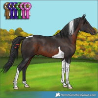 Horse Color:Brown Tobiano 