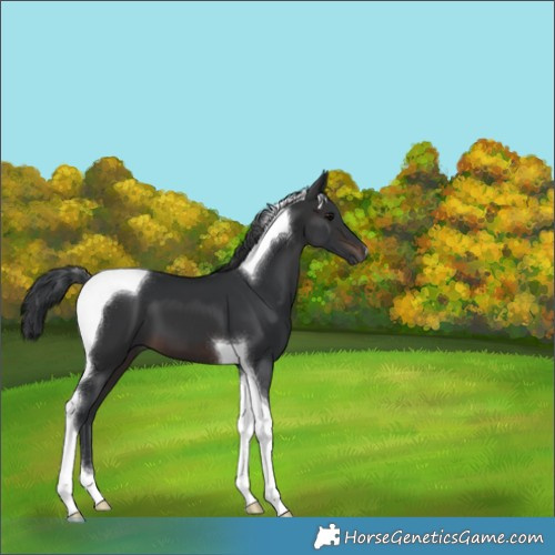 Horse Color:Brown Tobiano 