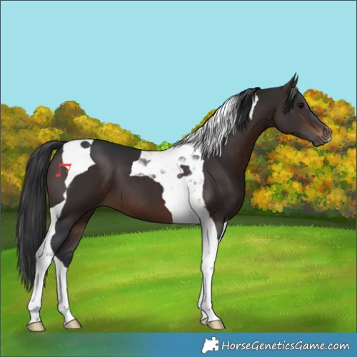 Horse Color:Brown Tobiano 