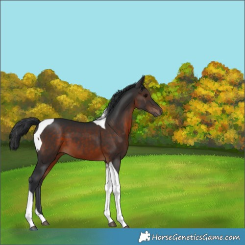 Horse Color:Brown Tobiano 