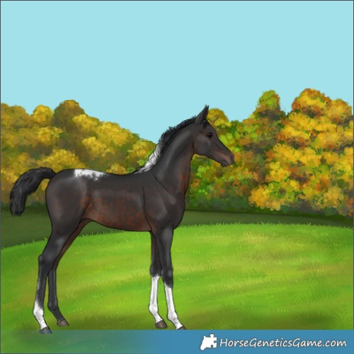 Horse Color:Brown Tobiano 