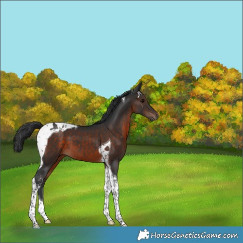 Horse Color:Brown Tobiano 