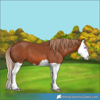 Horse Color:Chestnut Splash