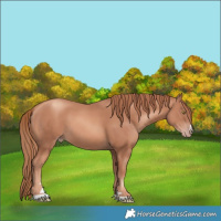 Horse Color:Gold Champagne
