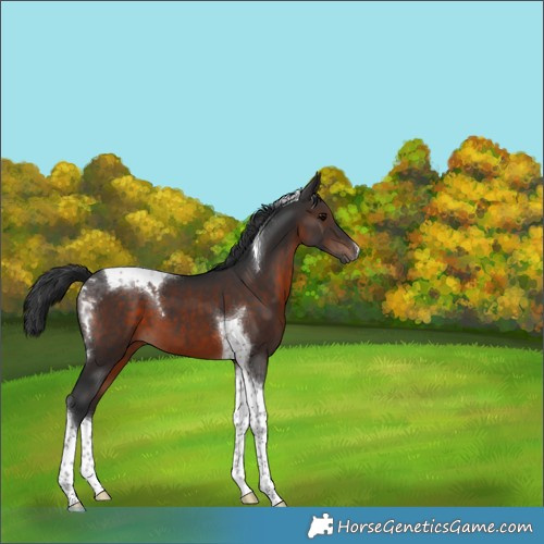 Horse Color:Brown Tobiano 