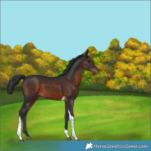 Horse Color:Brown Tobiano 
