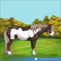 Horse Color:Liver Chestnut Frame 