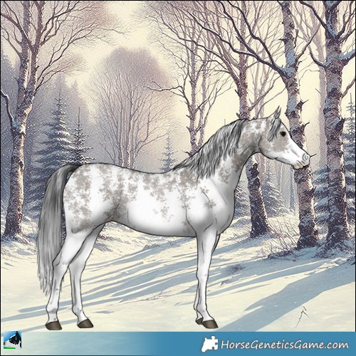 Horse Color:Grullo Sabino Rabicano